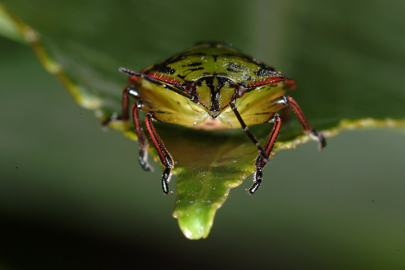 Pentatomidae: Nezara viridula (ninfa) di Livorno